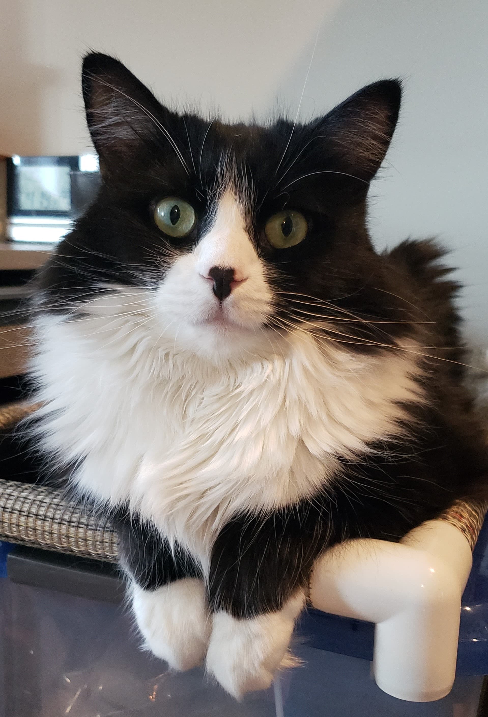Black and white cat with green eyes